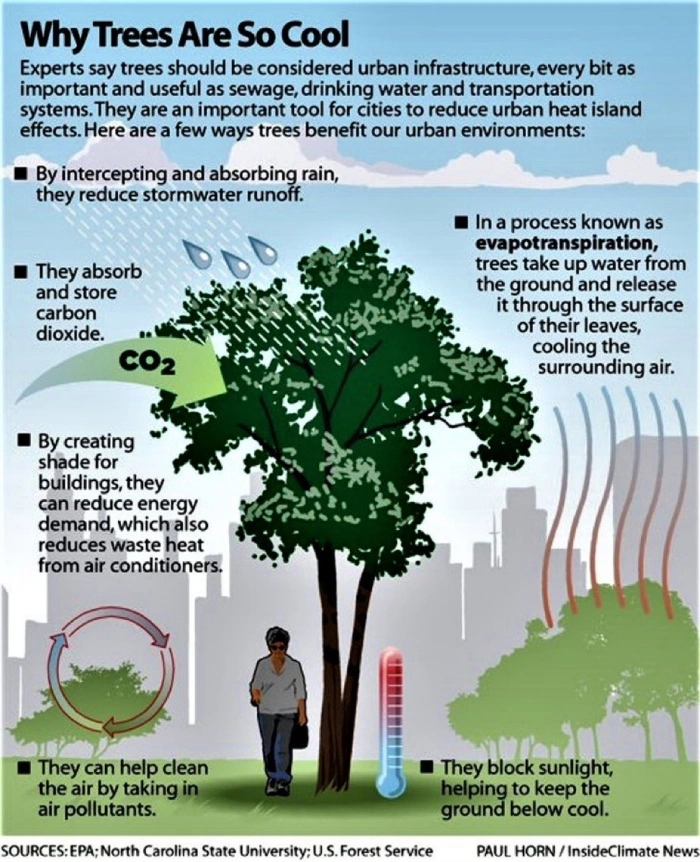 Trees evapotranspiration process